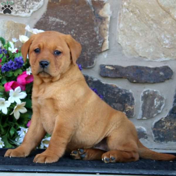 Elaine, Fox Red Labrador Retriever Puppy
