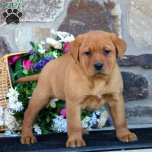 Elaine, Fox Red Labrador Retriever Puppy