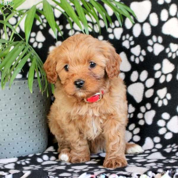 Elegant, Cavapoo Puppy