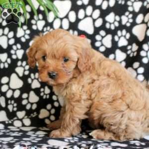 Elegant, Cavapoo Puppy