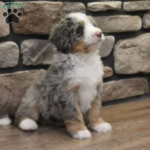 Elise, Mini Bernedoodle Puppy