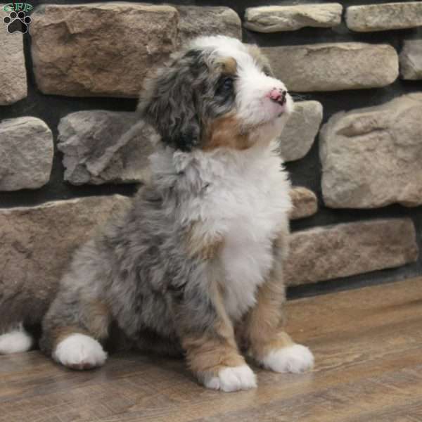 Elise, Mini Bernedoodle Puppy