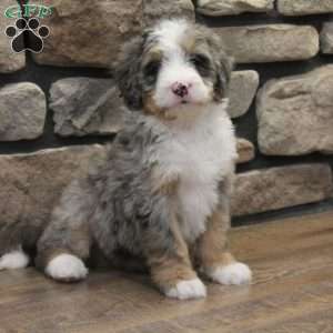 Elise, Mini Bernedoodle Puppy
