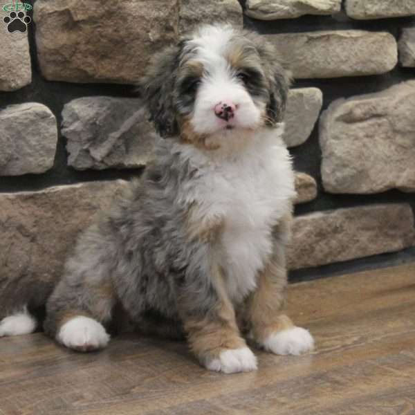 Elise, Mini Bernedoodle Puppy