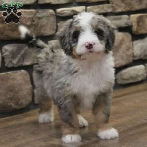 Elise, Mini Bernedoodle Puppy