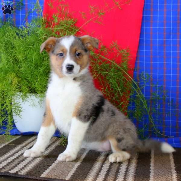 Elle, Australian Shepherd Mix Puppy
