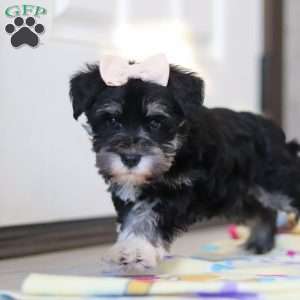 Ellie, Miniature Schnauzer Puppy