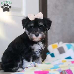 Ellie, Miniature Schnauzer Puppy