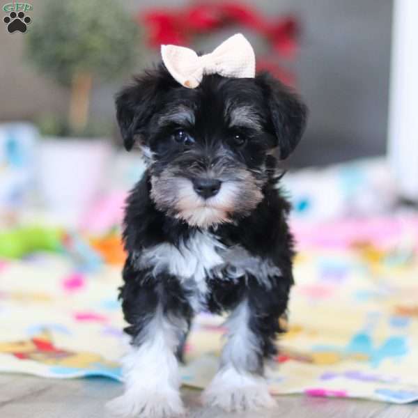 Ellie, Miniature Schnauzer Puppy
