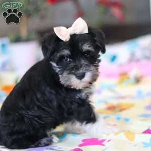 Ellie, Miniature Schnauzer Puppy