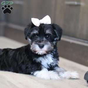 Ellie, Miniature Schnauzer Puppy