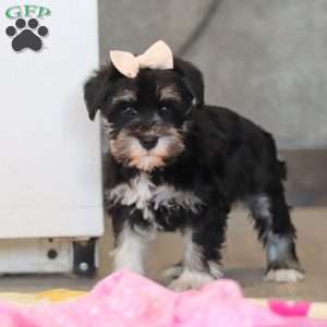 Ellie, Miniature Schnauzer Puppy