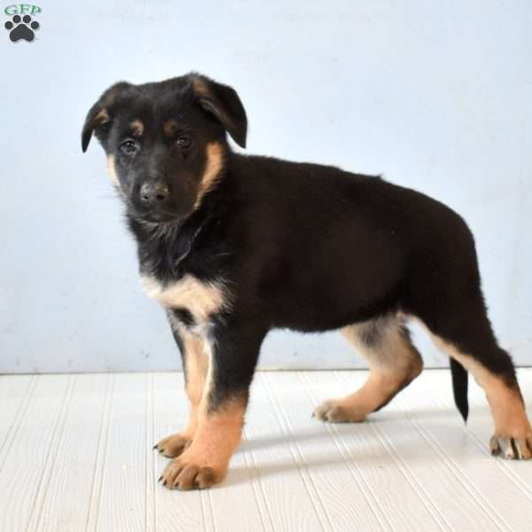 Ellie, German Shepherd Puppy