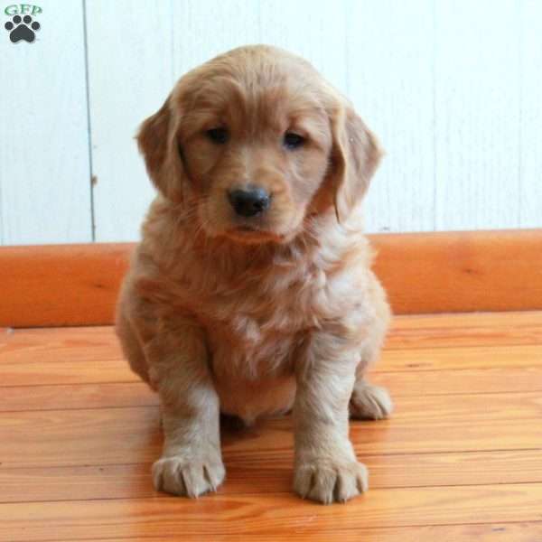 Ellie, Golden Retriever Puppy
