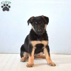 Ellie, German Shepherd Puppy