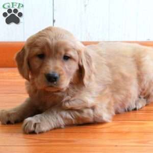 Ellie, Golden Retriever Puppy