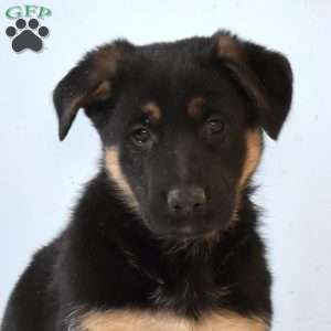 Ellie, German Shepherd Puppy