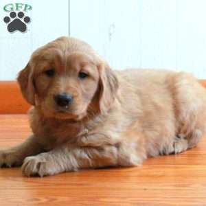 Ellie, Golden Retriever Puppy
