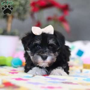 Ellie, Miniature Schnauzer Puppy
