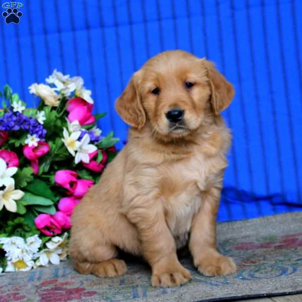 Elliot, Golden Retriever Puppy