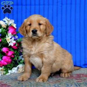Elliot, Golden Retriever Puppy
