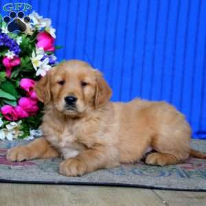 Elliot, Golden Retriever Puppy