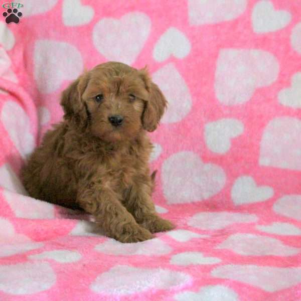 Elliot, Cavapoo Puppy