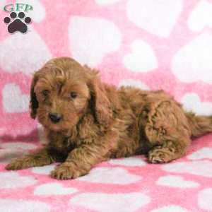 Elliot, Cavapoo Puppy
