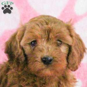 Elliot, Cavapoo Puppy
