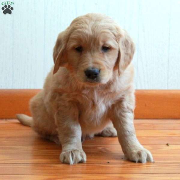 Elmo, Golden Retriever Puppy