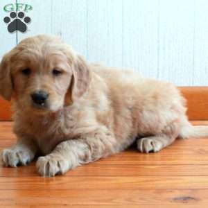 Elmo, Golden Retriever Puppy