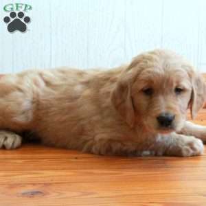 Elmo, Golden Retriever Puppy