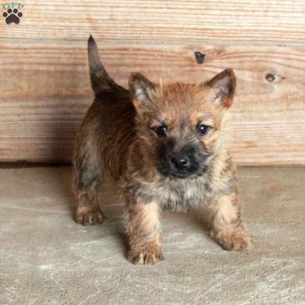 Eloise, Cairn Terrier Puppy