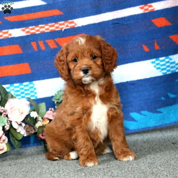 Elsa, Cockapoo Puppy