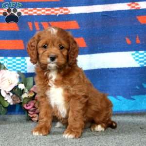 Elsa, Cockapoo Puppy