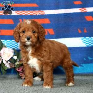 Elsa, Cockapoo Puppy