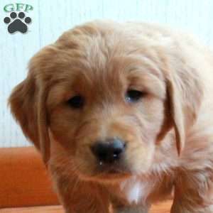 Elvis, Golden Retriever Puppy