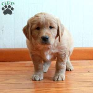 Elvis, Golden Retriever Puppy