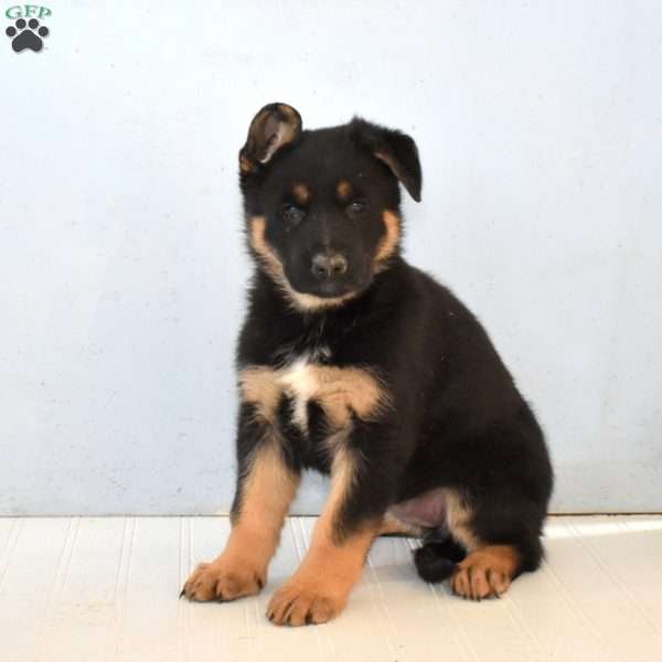 Ember, German Shepherd Puppy