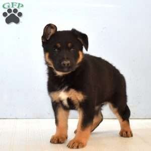 Ember, German Shepherd Puppy