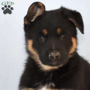 Ember, German Shepherd Puppy