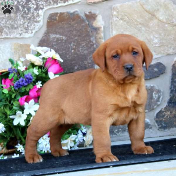 Emery, Fox Red Labrador Retriever Puppy