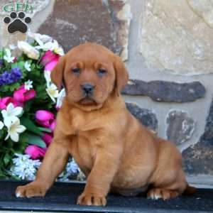 Emery, Fox Red Labrador Retriever Puppy