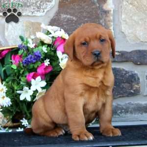 Emery, Fox Red Labrador Retriever Puppy