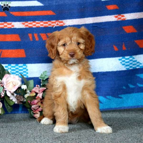 Emily, Cockapoo Puppy