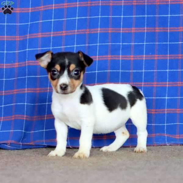 Emily, Jack Russell Terrier Puppy