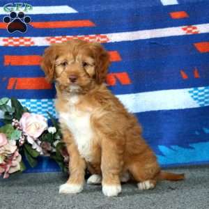 Emily, Cockapoo Puppy