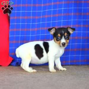 Emily, Jack Russell Terrier Puppy