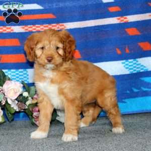 Emily, Cockapoo Puppy