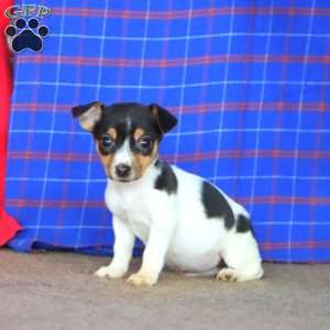 Emily, Jack Russell Terrier Puppy